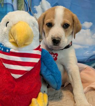 Ozzy Lusth -  Great Pyrenees and Anatolian Shepherd Dog for Adoption in Kiowa, Oklahoma - Ozzy Lusth | PetCurious