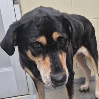 08/15/2026-Stray-McPhersonDrive -  Mixed Breed Dog for Adoption in Columbus, Georgia - 08/15/2026-Stray-McPhersonDrive | PetCurious