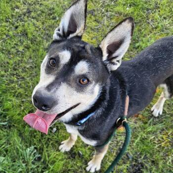 Cattle Dog Dogs Available for Adoption - Woodstock | PetCurious