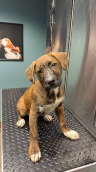 SKIPPY -  Hound and Mixed Breed Dog for Adoption in Athens, Alabama - SKIPPY | PetCurious
