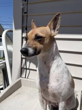 Rescue Terrier Dogs for Adoption in Plymouth, Michigan - Precious | PetCurious