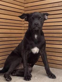 Jack -  Chihuahua and Pug Dog for Adoption in Stockton, California - Jack | PetCurious