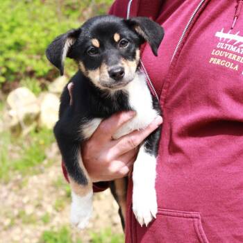 Shepherd and Hound Dogs Available for Adoption in Stormville, New York - CT Marilyn Avail May 16 (Tractor Supply- Putnam, CT) | PetCurious