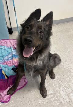 *Claudio* -  Australian Shepherd Dog for Adoption in Salt Lake City, Utah - *Claudio* | PetCurious