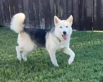 Elsa -  Husky Dog for Adoption in Mcallen, Texas - Elsa | PetCurious