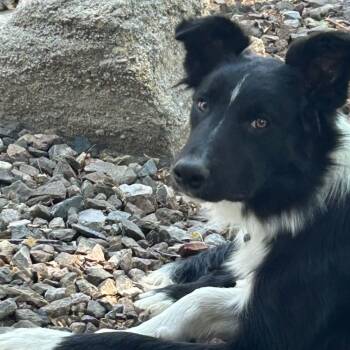JACE -  Border Collie Dog for Adoption in Loveland, Colorado - JACE | PetCurious