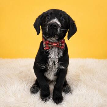 Mixed Breed Dogs Available for Adoption in Binghamton, New York - Ursa | PetCurious