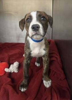 Ben -  Pit Bull Terrier and Mixed Breed Dog for Adoption in Westland, Michigan - Ben | PetCurious