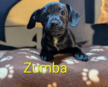 Rescue Chihuahua Dogs for Adoption in Kingsburg, California - Zumba | PetCurious