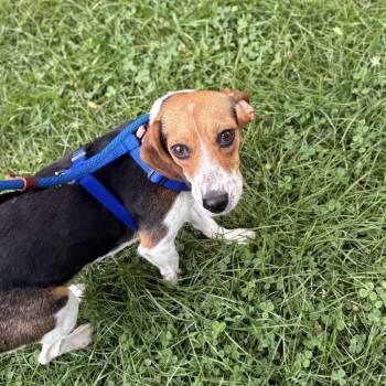 Talia -  Mixed Breed Dog for Adoption in Westhampton, New York - Talia | PetCurious