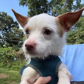Asher 5536 -  Yorkshire Terrier and Chihuahua Dog for Adoption in Loxahatchee Groves, Florida - Asher 5536 | PetCurious