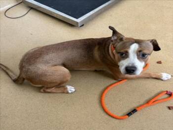 COURAGE -  Boxer and Mixed Breed Dog for Adoption in Derwood, Maryland - COURAGE | PetCurious