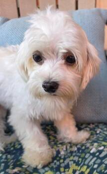 Maltese Dogs Available for Adoption in Malvern, Pennsylvania - Opal | PetCurious