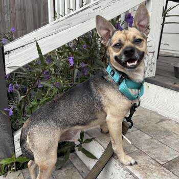 Rescue Chihuahua Dogs for Adoption in Houston, Texas - Chestnut | PetCurious