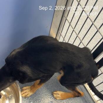 Champion -  Mixed Breed Dog for Adoption in Saint Joseph, Missouri - Champion | PetCurious