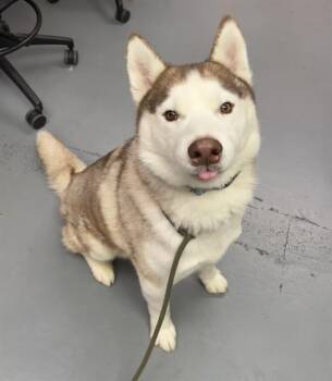 Elliot -  Husky Dog for Adoption in Phoenix, Oregon - Elliot | PetCurious