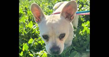 French Bulldog and Chihuahua Dogs Available for Adoption - Frenchua | PetCurious