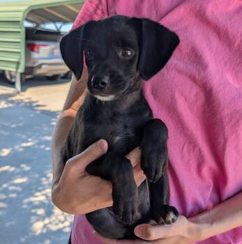 Moon -  Terrier and Dachshund Dog for Adoption in Lathrop, California - Moon | PetCurious