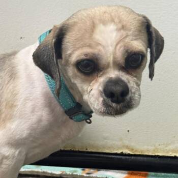 Shih Tzu Dogs Available for Adoption in Hartland, Wisconsin - Thomas-Foster Home Needed | PetCurious