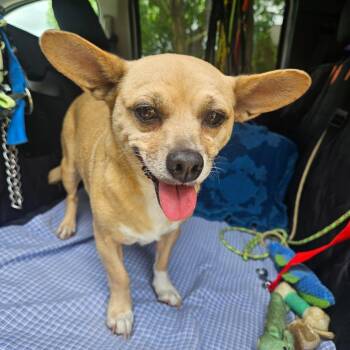 Lindy -  Chihuahua and Mixed Breed Dog for Adoption in Lake Jackson, Texas - Lindy | PetCurious