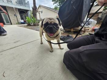 Pug Dogs Available for Adoption in San Antonio, Texas - SIR PUGSALLOT | PetCurious