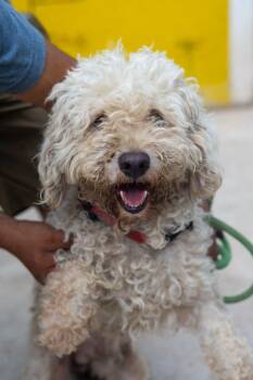 Rescue Poodle and Havanese Dogs for Adoption in New York, New York - Max | PetCurious