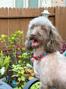Rescue Miniature Poodle and Labradoodle Dogs for Adoption in Fairfield, Connecticut - Jagger | PetCurious