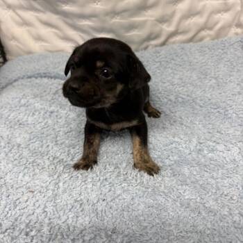 Chihuahua and Pug Dogs Available for Adoption - Velvet | PetCurious