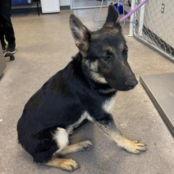 Mixed Breed Dogs Available for Adoption in Las Cruces, New Mexico - Peeta | PetCurious