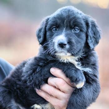 Rescue Mixed Breed Dogs for Adoption in Stormville, New York - CT Haley Avail Nov 29 | PetCurious