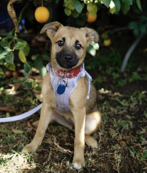 Terrier and Husky Dogs Available for Adoption - Cortina | PetCurious
