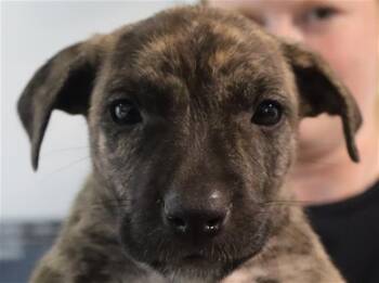 AURORA -  Mixed Breed Dog for Adoption in Columbia, South Carolina - AURORA | PetCurious