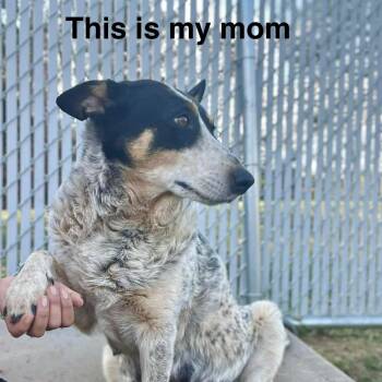 Australian Cattle Dog Blue Heeler Dogs Available for Adoption in Fredericksburg, Virginia - Basil | PetCurious