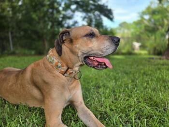 Murray -  Great Dane Dog for Adoption in Pensacola, Florida - Murray | PetCurious