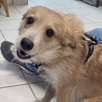 Wirehaired Terrier and American Eskimo Dog Dogs Available for Adoption - Bradley | PetCurious