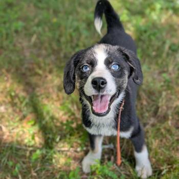 Mixed Breed Dogs Available for Adoption in Spring Hill, Tennessee - Peach | PetCurious
