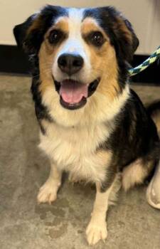 Bernice -  Australian Shepherd and Mixed Breed Dog for Adoption in Bowling Green, Kentucky - Bernice | PetCurious
