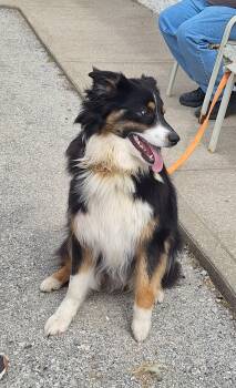 Australian Shepherd and Border Collie Dogs Available for Adoption - Bobo | PetCurious