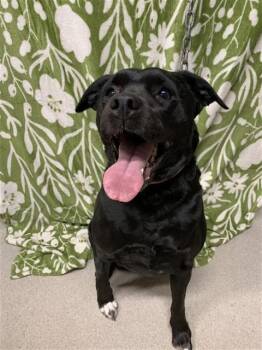NOVA -  Labrador Retriever and Mixed Breed Dog for Adoption in Fairbanks, Alaska - NOVA | PetCurious