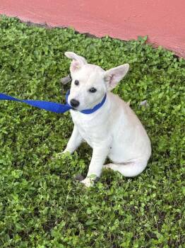 Rescue Labrador Retriever Dogs for Adoption - Remy | PetCurious
