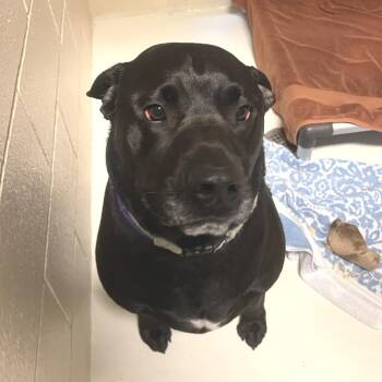 Mixed Breed Dogs Available for Adoption in Port Townsend, Washington - Siberious | PetCurious