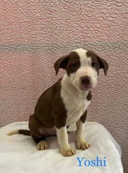Mixed Breed Dogs Available for Adoption - Yoshi  | PetCurious