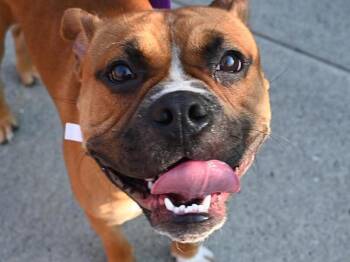 Frog -  Boxer Dog for Adoption in Portland, Oregon - Frog | PetCurious
