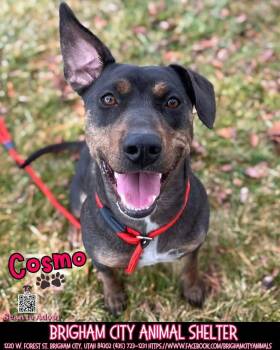 Cosmo -  Pit Bull Terrier Dog for Adoption in Brigham City, Utah - Cosmo | PetCurious