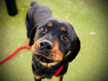Rottweiler Dogs Available for Adoption in Orlando, Florida - CHASE | PetCurious