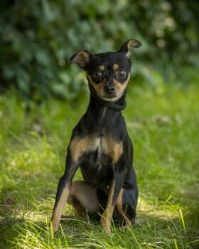 SPRINKLE (0016) -  Miniature Pinscher Dog for Adoption in Bridgeport, Connecticut - SPRINKLE (0016) | PetCurious
