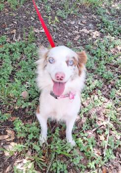 Lassie-Mae BR14574-T LOCAL Adoption Event in Burlington 8/22 -  Australian Shepherd and Shetland Sheepdog Sheltie Dog for Adoption in Missouri City, Texas - Lassie-Mae BR14574-T LOCAL Adoption Event In Burlington 8/22 | PetCurious