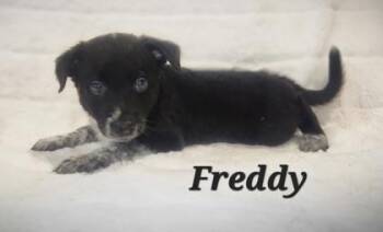Rescue Border Collie Dogs for Adoption in Orland Hills, Illinois - Freddy | PetCurious