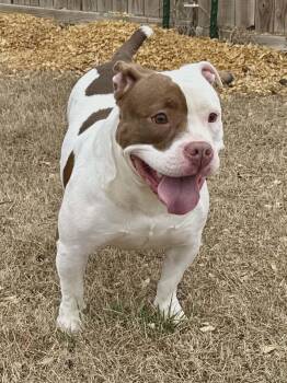 American Bully Dogs Available for Adoption - Petunia (Scott-Fostered In TN) | PetCurious