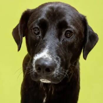 ALPHARETTA - Diego -  Black Labrador Retriever and Mixed Breed Dog for Adoption in Blairsville, Georgia - ALPHARETTA - Diego | PetCurious
